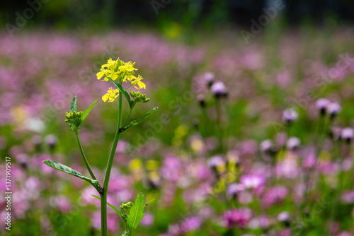 Golden Hour Floral Symphony: Sun-Kissed Yellow and Pink Wildflowers Dancing in Summer Breeze – Nature's Vibrant Tapestry