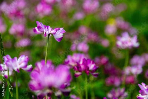 Enchanted Lavender Dream: Velvety Purple Blooms in Soft Focus with Lush Green Backdrop – Nature's Serene Elegance
