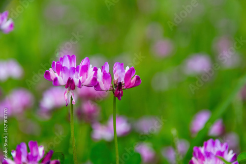 Enchanted Lavender Dream: Velvety Purple Blooms in Soft Focus with Lush Green Backdrop – Nature's Serene Elegance