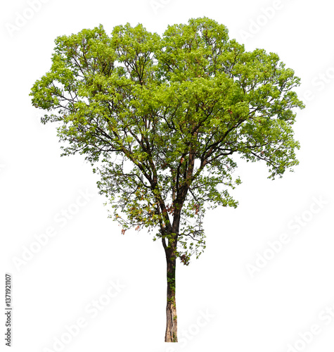 tree on transparent background PNG file removed original background, easy to drag and drop file to mamin project 