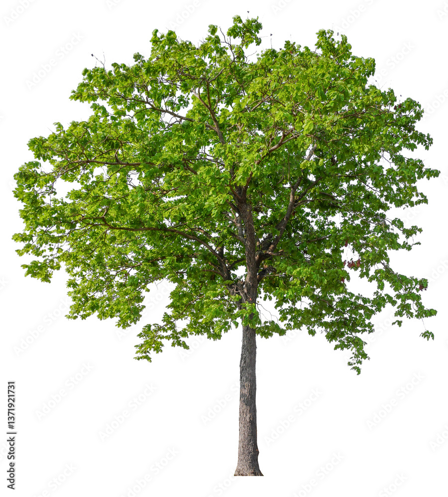 PNG file high qaulity big tree transparent background, easy to drag and drop to main project PNG file high qaulity big tree transparent background, easy to drag and drop to main project