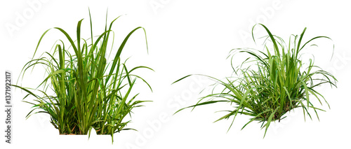 collection  sugar plant isolated on white background, sugart plant growth with clipping path 