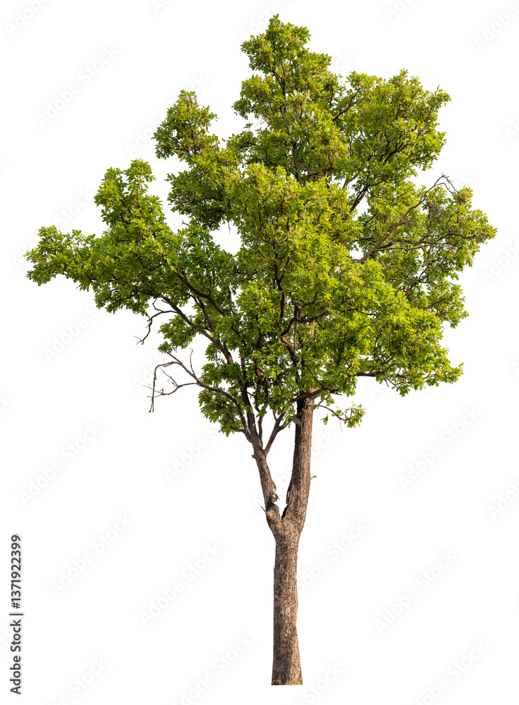 PNG file high qaulity big tree transparent background, easy to drag and drop to main project PNG file high qaulity big tree transparent background, easy to drag and drop to main project