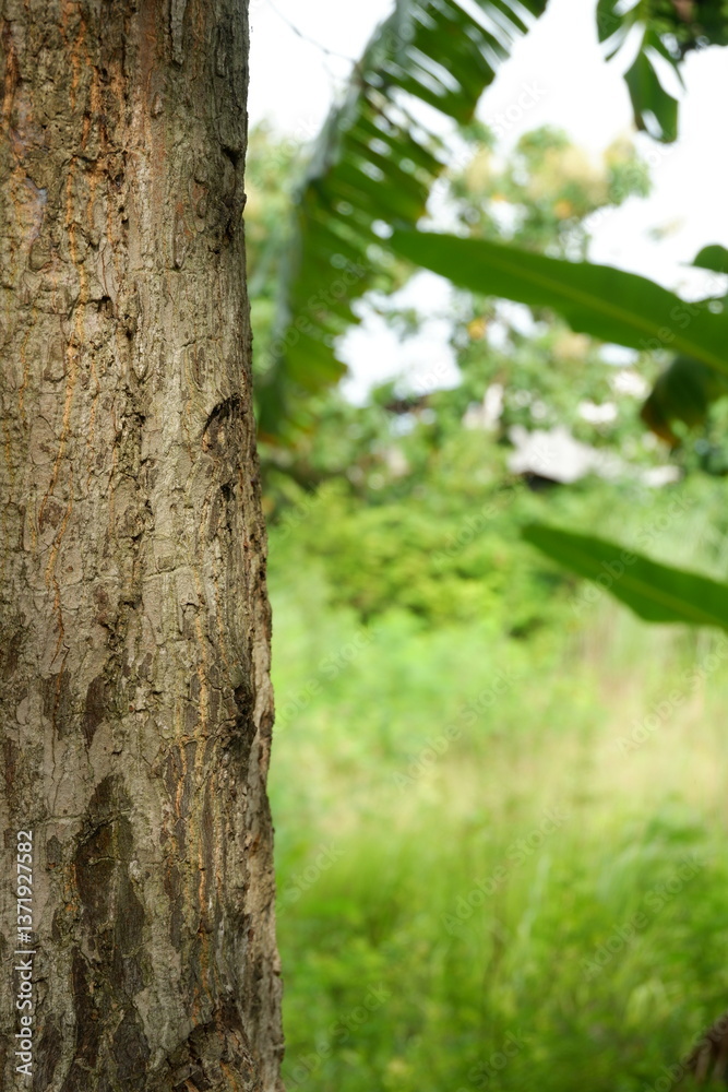 A tree trunk with rough, detailed bark, set against a blurred green background of foliage A tree trunk with rough, detailed bark, set against a blurred green background of foliage