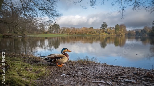 Male mandarin duck, aix galericulata sitting by the edge of a lake at Margam Country Park, Port Talbot, South Wales, UK photo