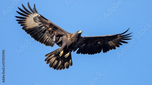 Australian Eagle (Aquila audax - Wedge-tailed Eagle) in flight against a blue sky