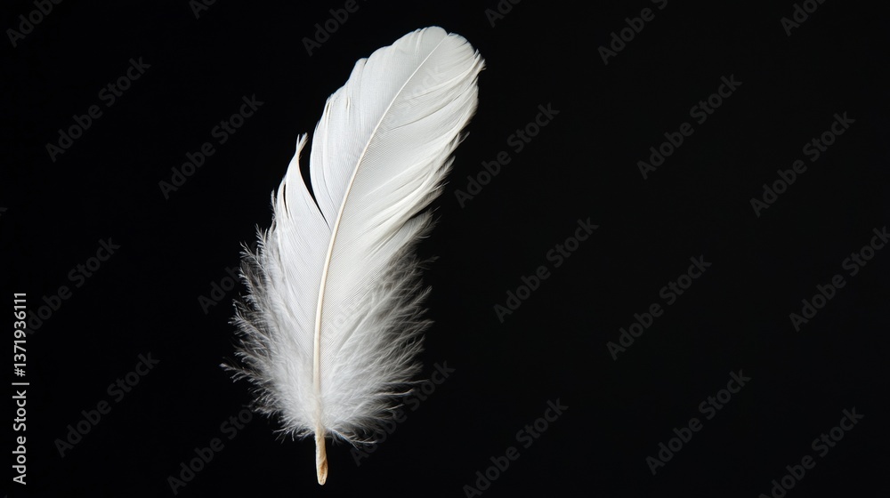 Obraz premium white feather on black background