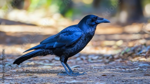 The Torresian crow, also called the Australian crow or Papuan crow, is a passerine bird in the crow family native to the north and west of Australia and nearby islands. photo