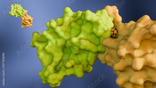 A 3d rendering of a molecular glue mediating the interaction between two proteins, the target proteins that the molecular glue is bringing together. photo