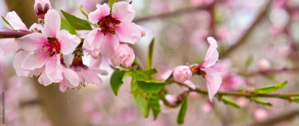 Anamorphic video of blooming peach orchard. Pink peach blossoms close-up