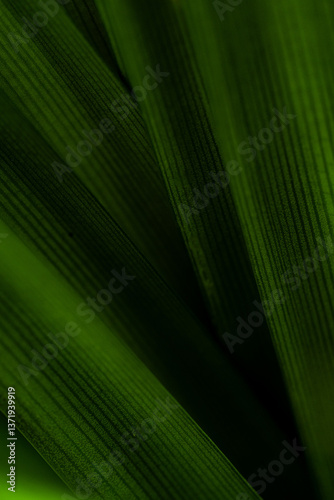 Closeup of dark green leaf with sunlight in garden and copy space for natural fresh greenery and botany background using cover page environment ecology wallpaper concept.
