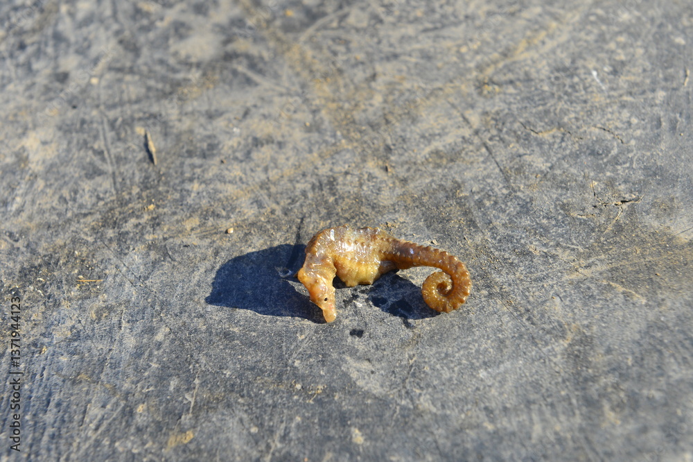 Shellfish fish octopus Marine animals