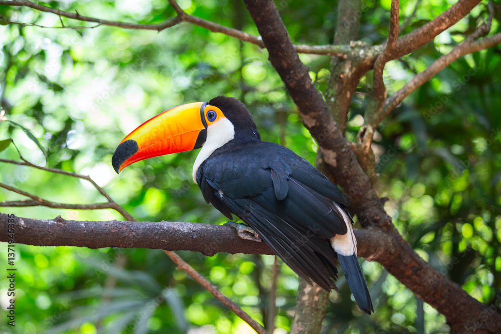 Naklejka premium Colorful tucan