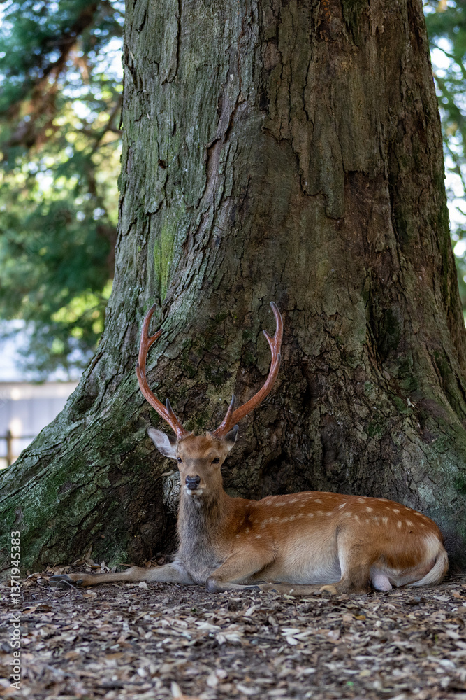 Wild male deer with big antlers in Nara Park, Japan