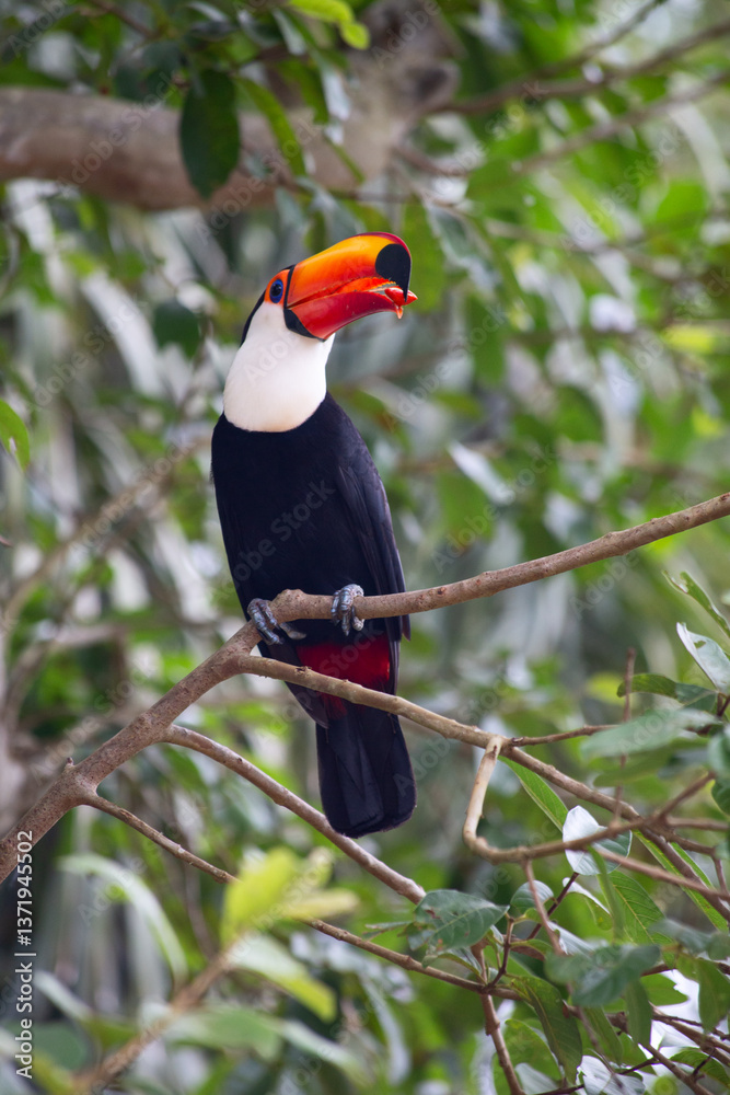 Naklejka premium Colorful tucan