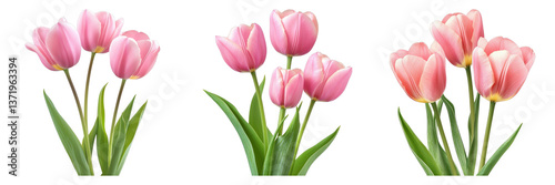Pink tulips isolated on transparent background. PNG , se of