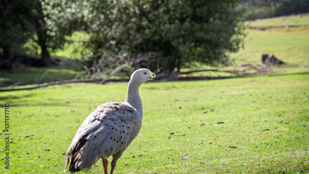 Naklejka premium goose