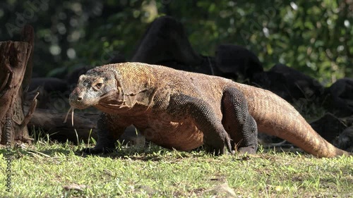 Komodo dragon walking while sticking out its tongue outdoor.