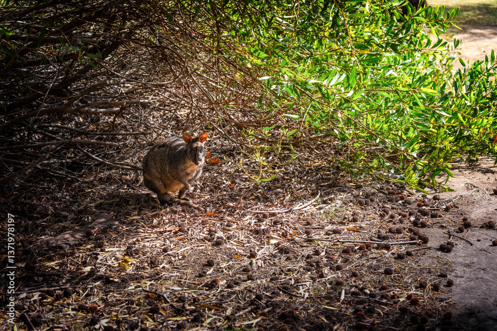 kangaroo in the grass kangaroo in the grass