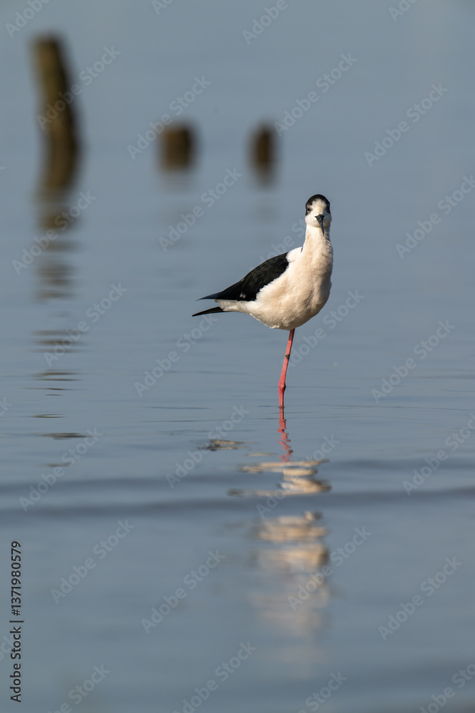 Solitary Black-Headed Stilt Standing in Tranquil Waters Solitary Black-Headed Stilt Standing in Tranquil Waters