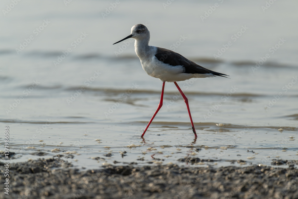 Black-Winged Stilt Gracefully Walking on Shallow, Muddy Shore Black-Winged Stilt Gracefully Walking on Shallow, Muddy Shore