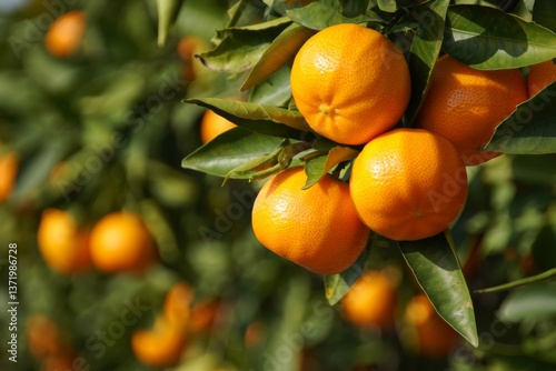 A bunch of ripe oranges hanging from a tree