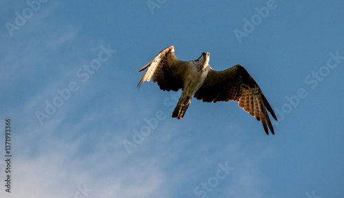 Osprey in flight