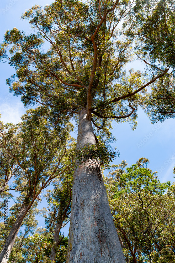 Fototapeta premium giant Eucalyptus tall tree in Tasmania
