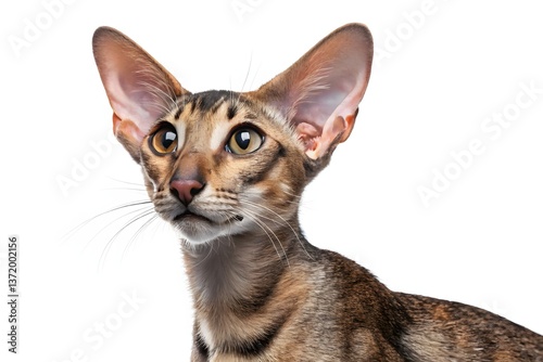 A cute feline portrait of a pedigreed cat looking up