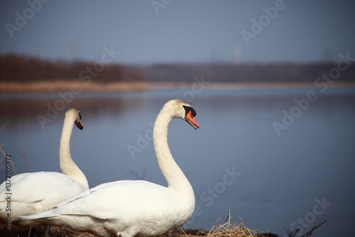 Fototapeta Naklejka Na Ścianę i Meble -  ２羽のオオハクチョウ