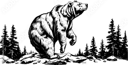 Engraved bear illustration. Vintage monochrome vector of a standing grizzly in the wild.