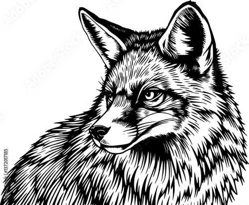 Fox in engraving style. Detailed monochrome vector of a cunning wild animal in vintage style.