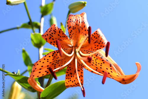 Orange tiger lily in full bloom against a clear blue sky for vibrant nature photography and floral aesthetics
