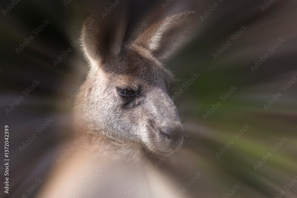 Fototapeta premium portrait of a kangaroo with a blurred. background