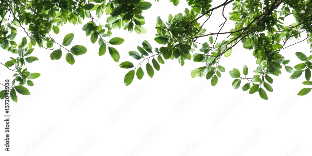 green leaves on white background green leaves on white background