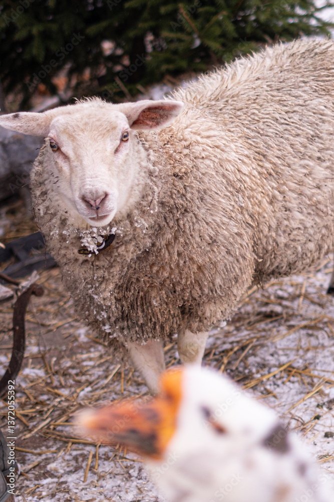 sheep in the snow at winter sheep in the snow at winter