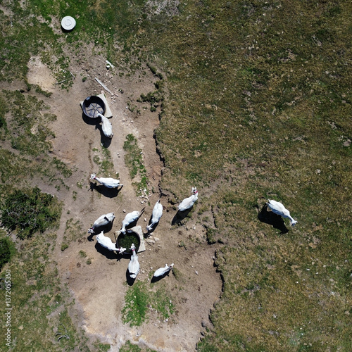 Принти на полотні areal view of a group of white cattle in a mountain landscape around a watering
