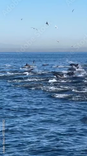 a pod of dolphins are migrating