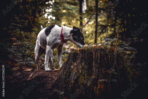Hund schnuppert im Wald allerlei Interessantes