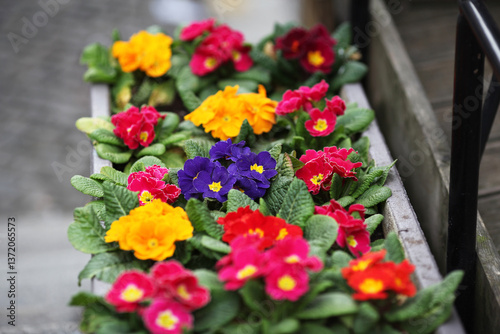 Wallpaper Mural flowers Torontodigital.ca