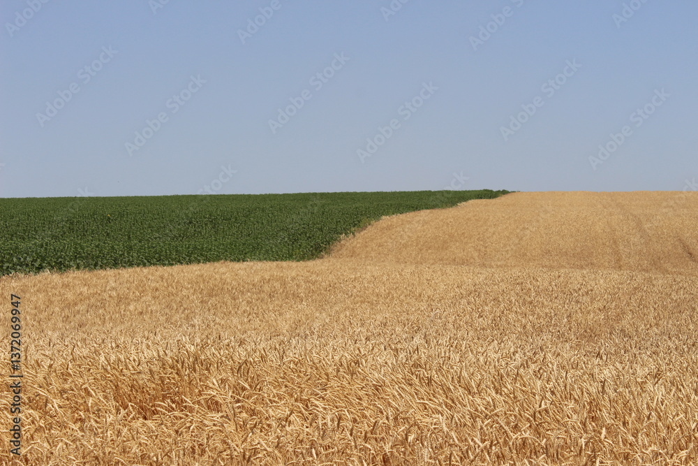 Fototapeta premium wheat