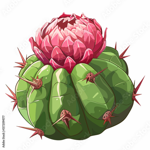 Gymnocalycium isolated on white background 