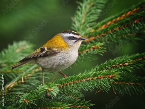 Common Firecrest (Regulus ignicapilla) in the forrest, green background