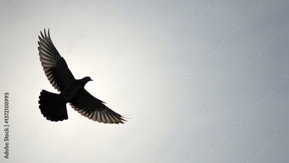 Fototapeta premium homing pigeon flies against bright,overcast sky for websites or blogs about birds,nature,or even historical communication methods,as homing pigeons were once used to carry messages