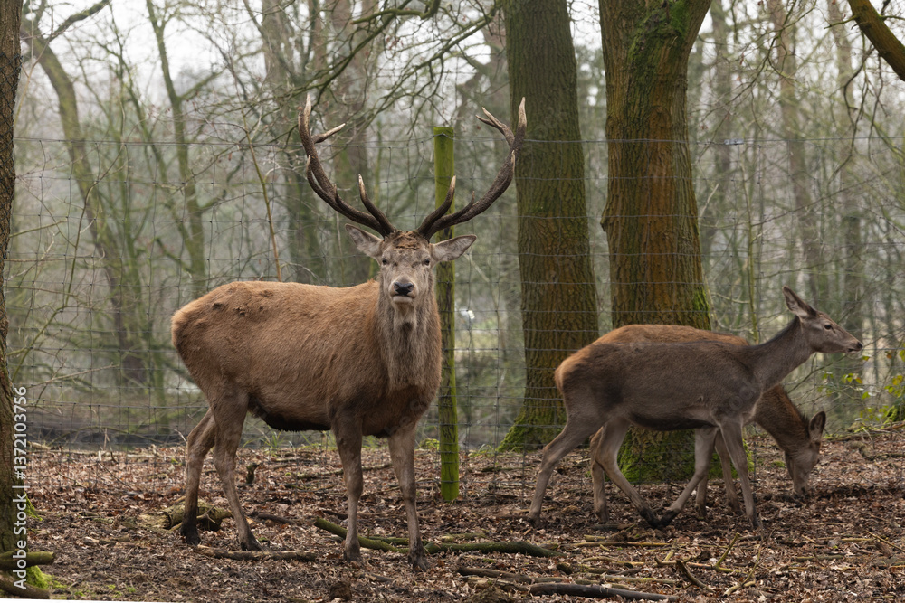 A group of red deers in the forest