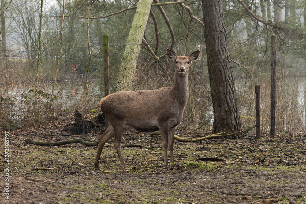 A deer in the forest