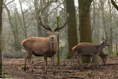 Obraz na płótnie A group of red deers in the forest w salonie
