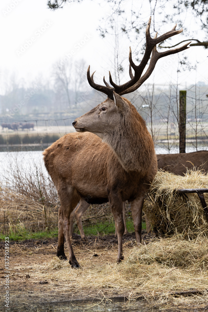 A buck standing next to a feeding spot
