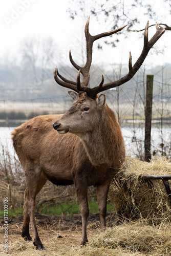 A buck next to the feeding area 