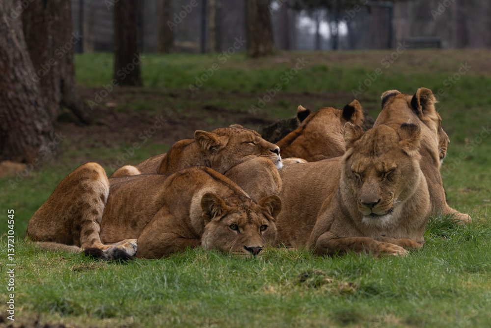 A group of lionesses with their cubs slepping in the grass